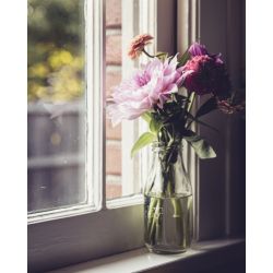 Flowers Purple